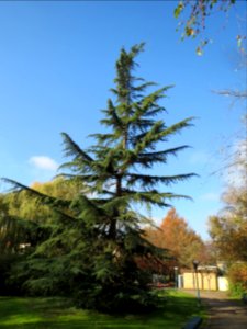 20131111Cedrus_deodara1