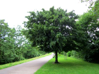 20130703Hainbuche_Saarbruecken