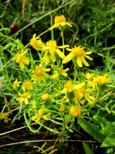 20130624Greiskraut_Schwetzinger_Hardt
