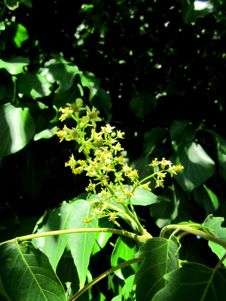 20130622Goetterbaum_Hockenheim