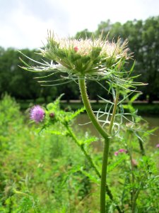 20130703Daucus_carota2