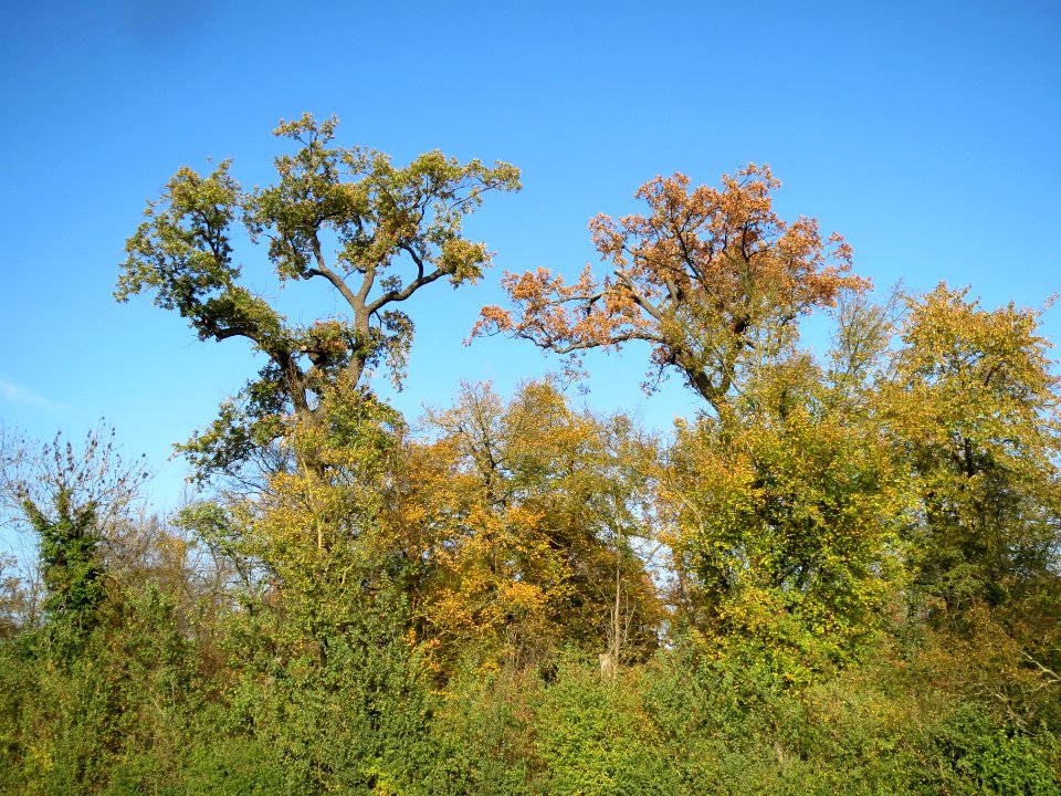 20131115Eichen_Schwetzingen