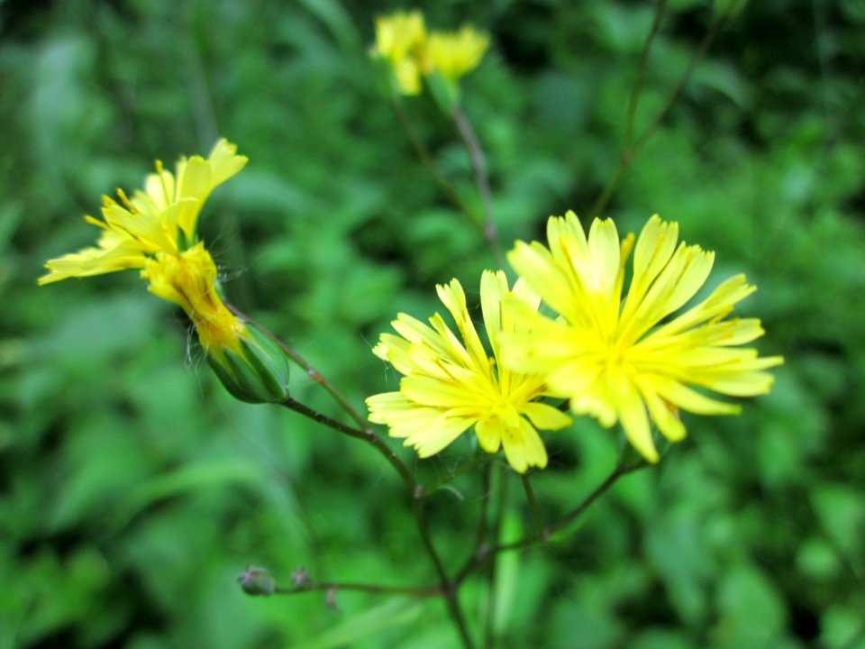 20130702Lapsana_communis