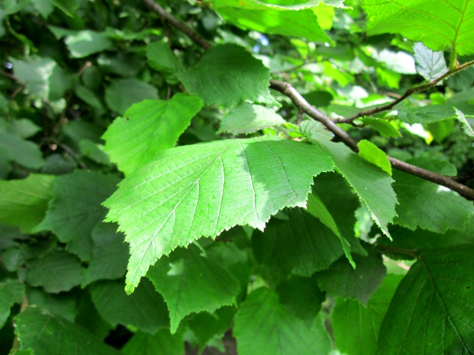 20130628Corylus_avellana2