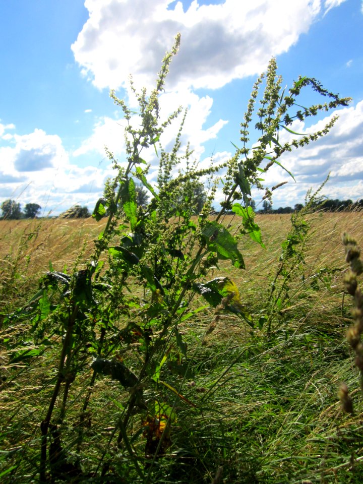 20130621Rumex_obtusifolius1
