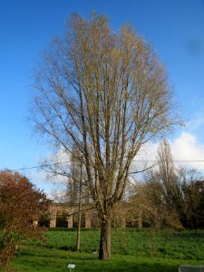 20131115Salix_alba