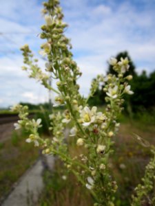 20130704Koenigskerze_Bruchmuehlbach-Miesau3