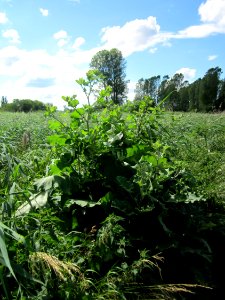 20130621Arctium_lappa