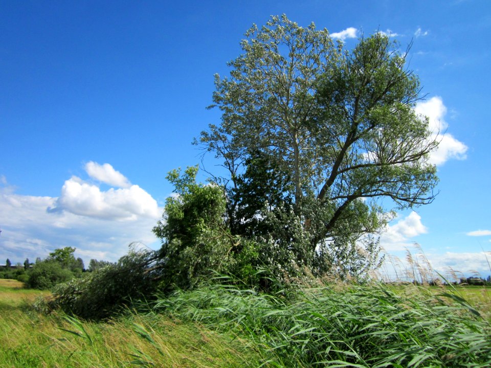 20130621Weide_Pappel_Karl_Ludwig_See2