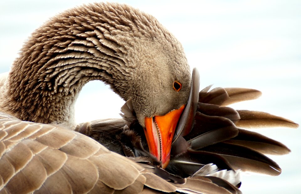 Poultry migratory birds goose