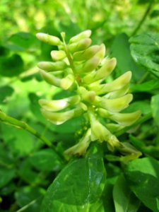 20130702Astragalus_glycyphyllos2