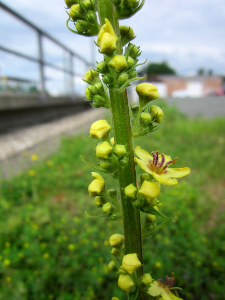 20130704Verbascum_nigrum1