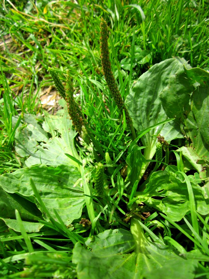 20130703Plantago_major1