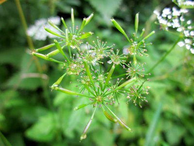 20130703Chaerophyllum_temulum1