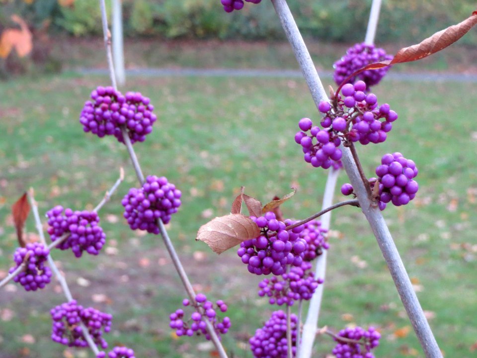 20131113Callicarpa_bodinieri3