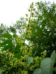 20130705Goetterbaum_Hockenheim1