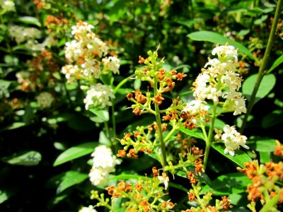 20130702Liguster_Saarbruecken1