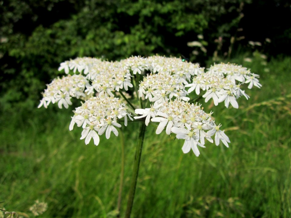 20130702Heracleum_sphondylium3