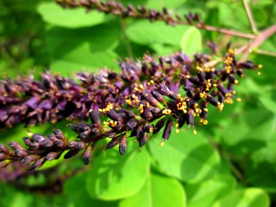 20130702Amorpha_fruticosa4