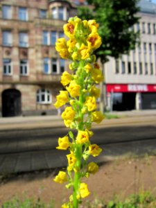 20130702Verbascum_nigrum1