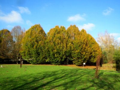 20131111Hainbuche_Ebertpark1