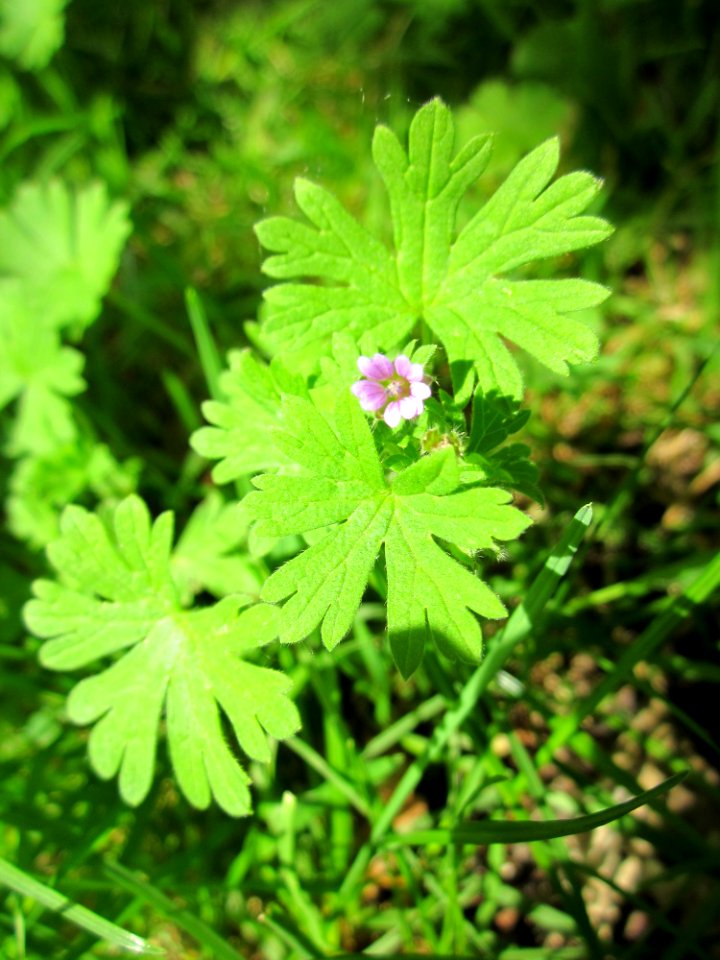 20130701Storchschnabel_Staden2