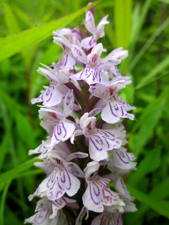 20130702Dactylorhiza_maculata8