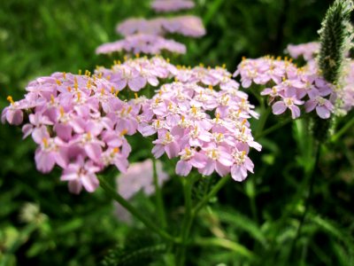 20130702Achillea_millefolium3