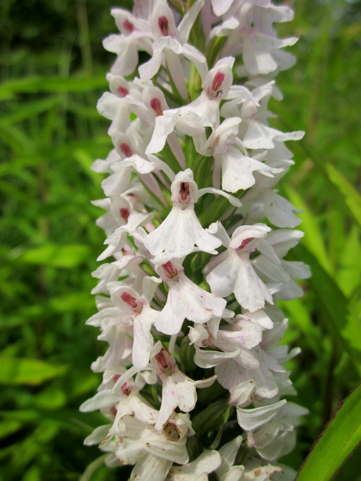 20130702Dactylorhiza_maculata3