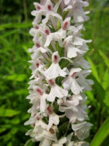 20130702Dactylorhiza_maculata3