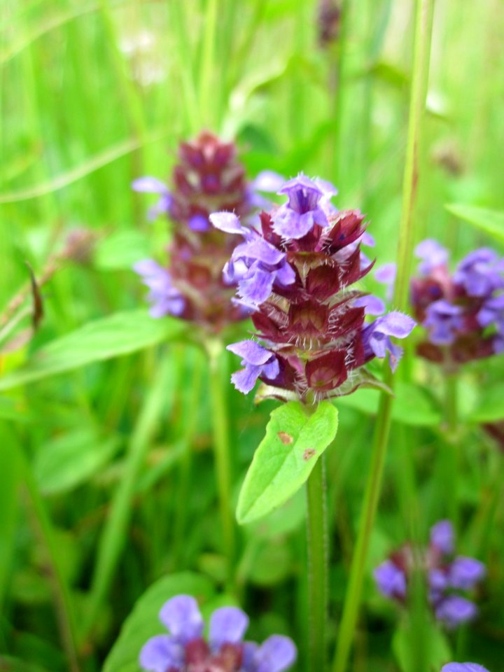20130702Prunella_vulgaris3