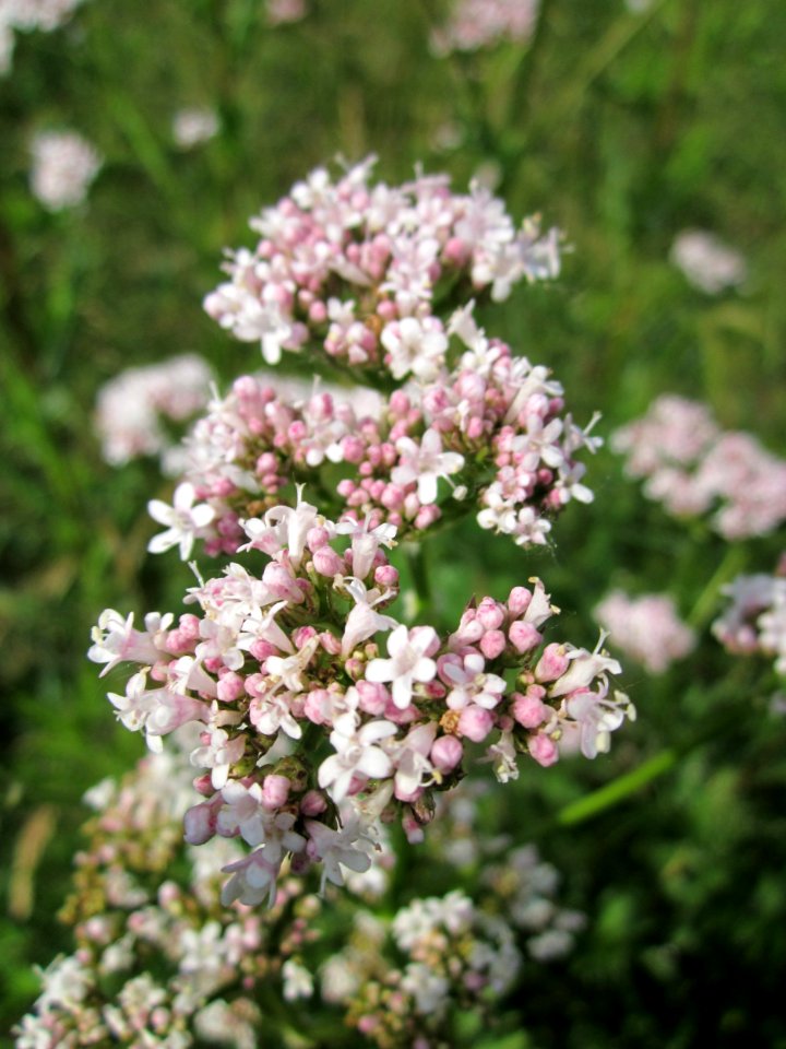 20130702Valeriana_officinalis5