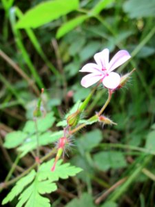 20130702Geranium_robertianum