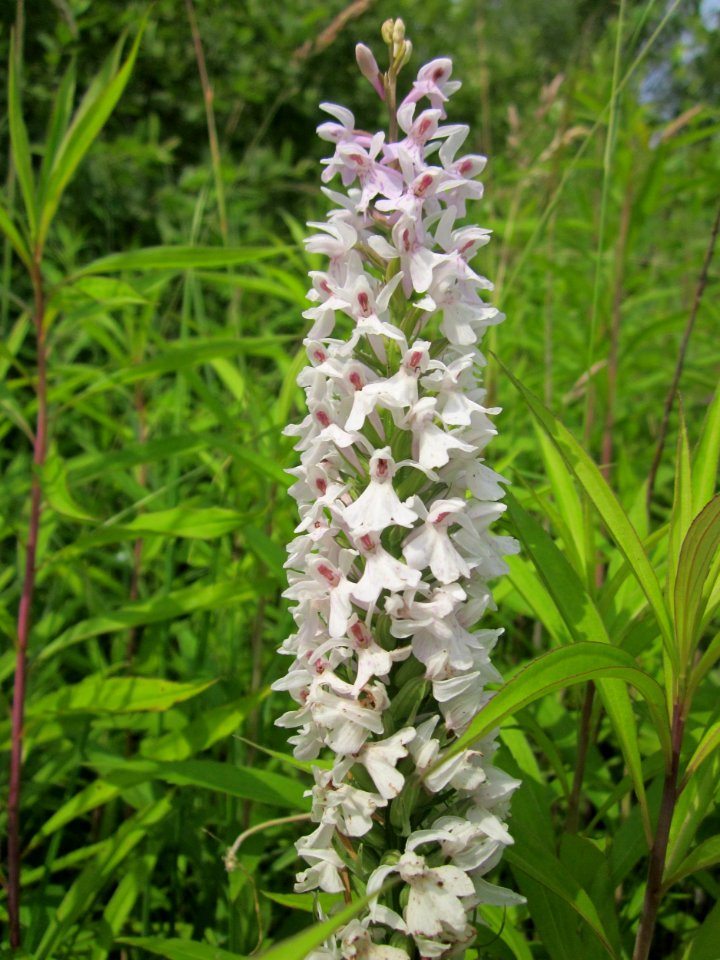 20130702Dactylorhiza_maculata1