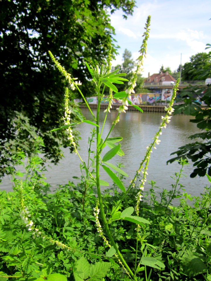 20130702Melilotus_albus2
