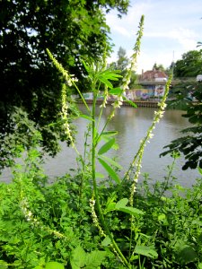 20130702Melilotus_albus2