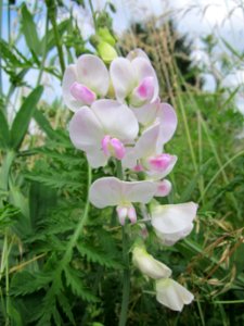 20130704Platterbse_Bruchmuehlbach-Miesau1