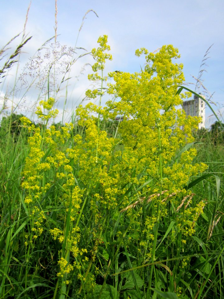 20130702Galium_verum3