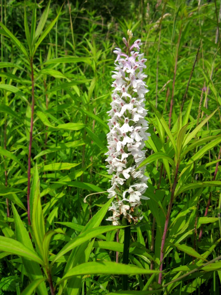 20130702Dactylorhiza_maculata2