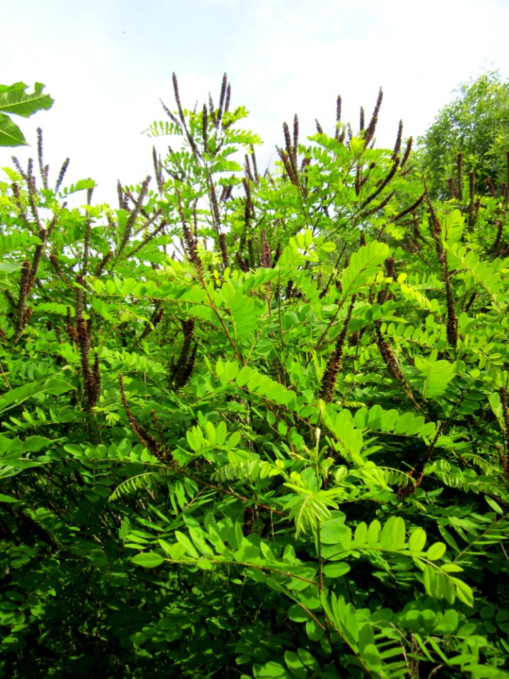 20130702Amorpha_fruticosa1