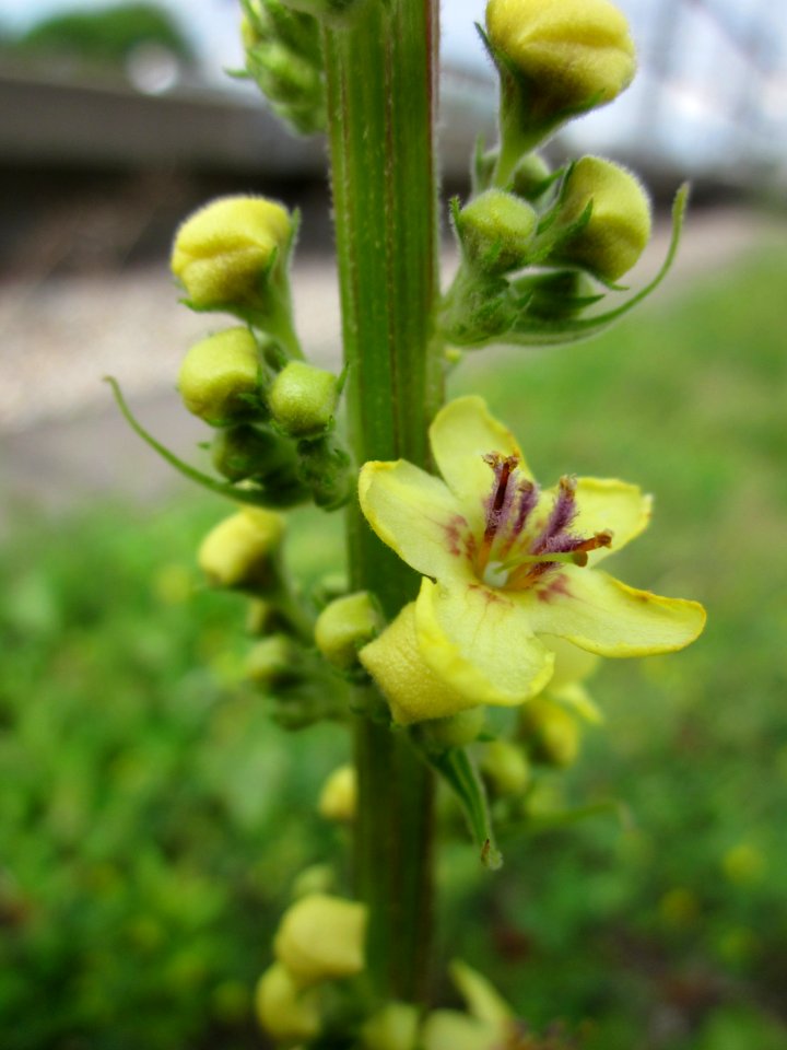 20130704Verbascum_nigrum2