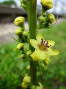 20130704Verbascum_nigrum2
