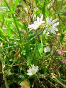 20130702Stellaria_nemorum1