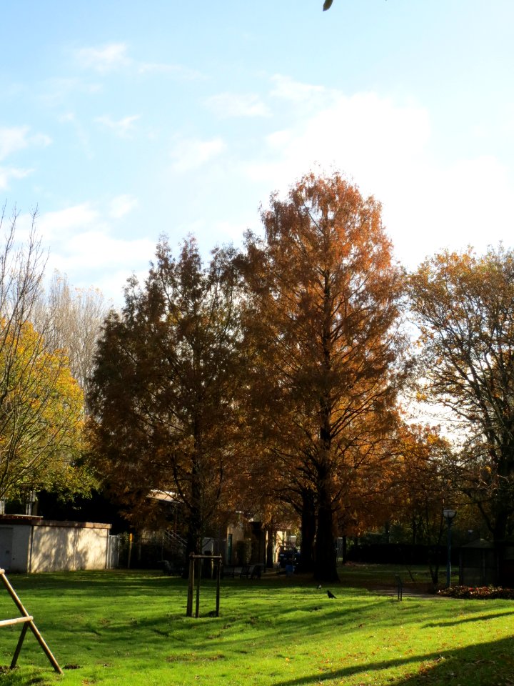 20131111Urweltmammutbaum1