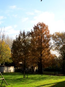 20131111Urweltmammutbaum1