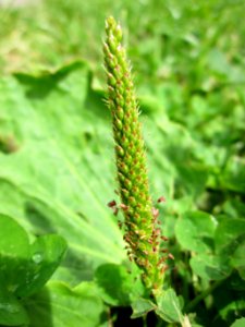20130703Plantago_major2