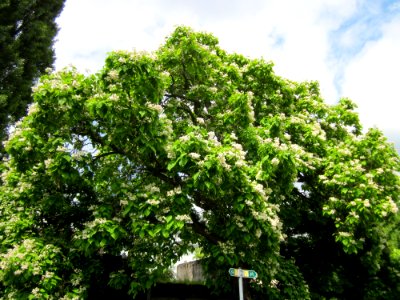 20130630Catalpa_bignonioides2