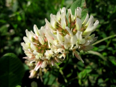 20130702Trifolium_repens1