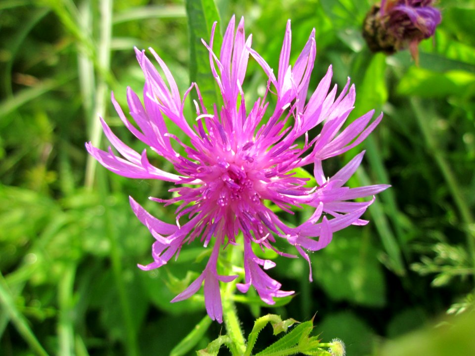 20130702Centaurea_jacea