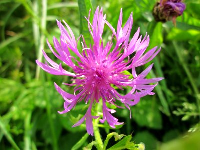 20130702Centaurea_jacea